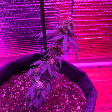 R.OG x SN growlog timeline photo