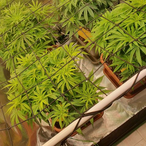 Sun of a peach growlog timeline photo