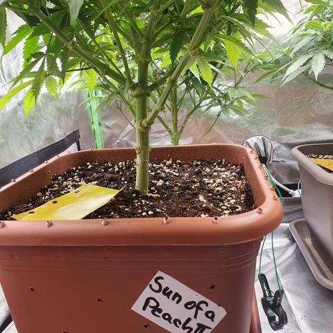 Sun of a peach growlog timeline photo