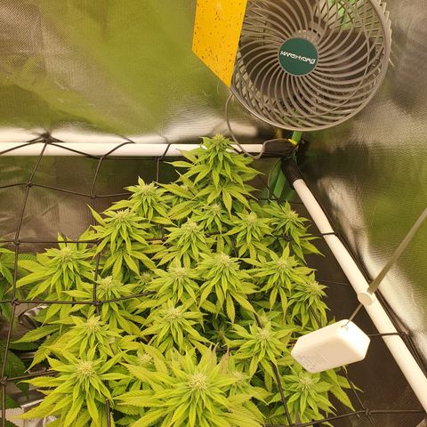 Captain Future growlog timeline photo