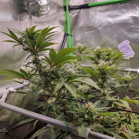 Gorilla x Lilly growlog timeline photo
