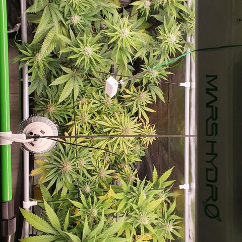 Gorilla x Lilly growlog timeline photo