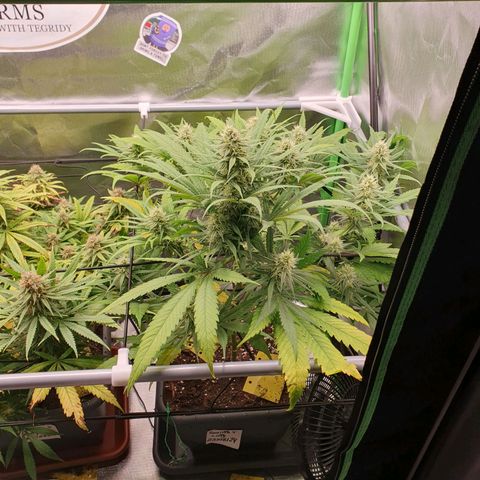 Gorilla x Lilly growlog timeline photo