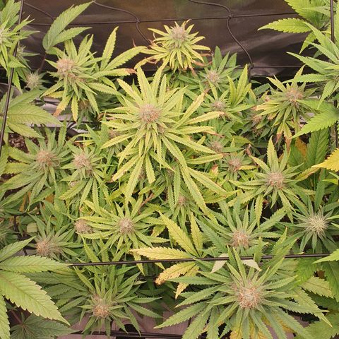 Gorilla x Lilly growlog timeline photo