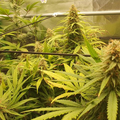 Gorilla x Lilly growlog timeline photo
