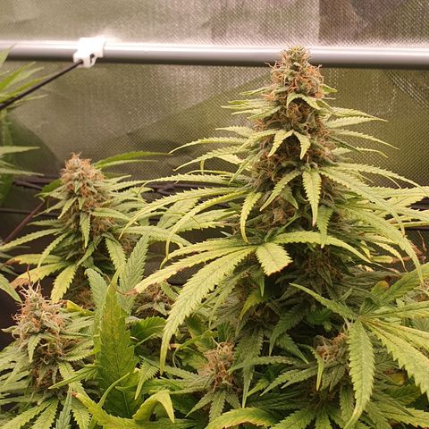 Gorilla x Lilly growlog timeline photo