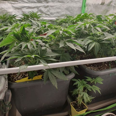 Gelato growlog timeline photo