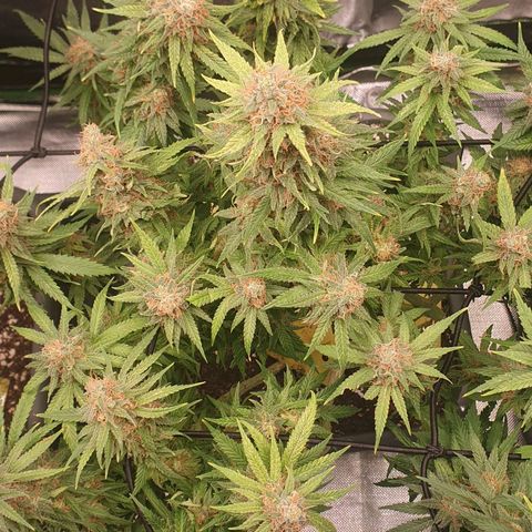 Gorilla x Lilly growlog photo: Große Blätter entfernt...