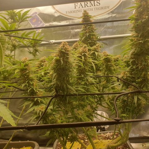Gorilla x Lilly growlog photo: Große Blätter entfernt...