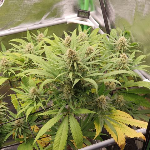 Gorilla x Lilly growlog timeline photo