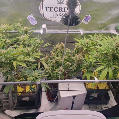 Gorilla x Lilly growlog timeline photo