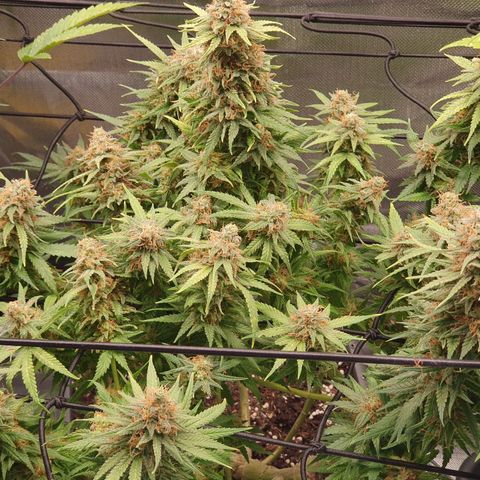 Gorilla x Lilly growlog timeline photo