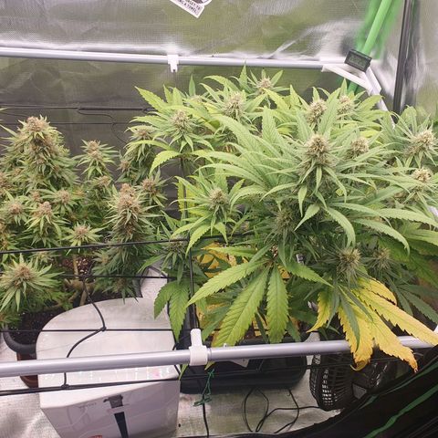 Gorilla x Lilly growlog photo: Links die Mama, rechts der Steckling..