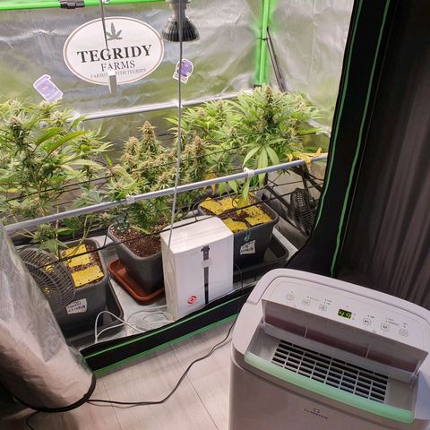 Gorilla x Lilly growlog timeline photo