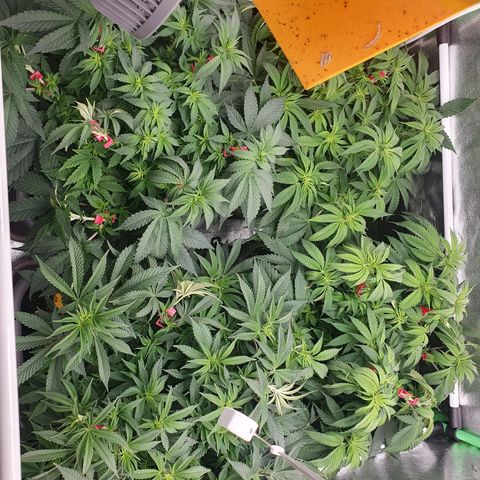 Gelato growlog timeline photo