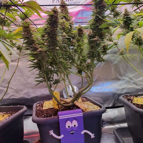 Gorilla x Lilly growlog photo: Fertig, nur noch austrocknen lassen,  Wochenende geht es dann ab in die Dunkelkammer...