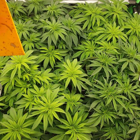 Gelato growlog timeline photo