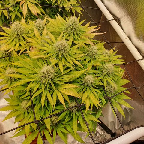 Sun of a peach growlog timeline photo