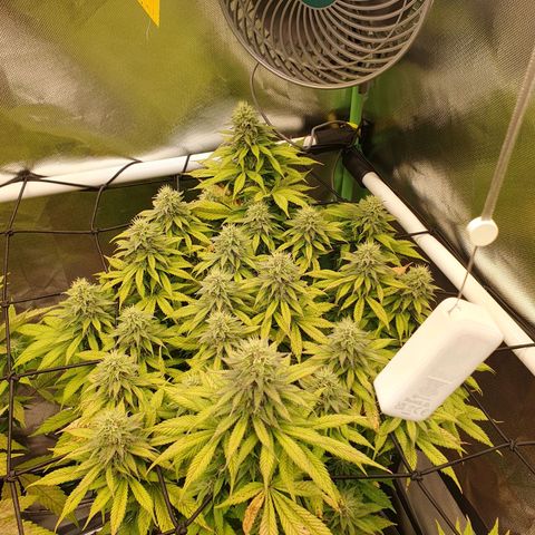 Captain Future growlog timeline photo