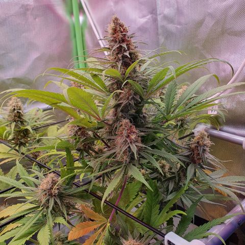 Gorilla x Lilly growlog timeline photo