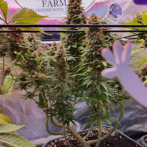 Gorilla x Lilly growlog timeline photo
