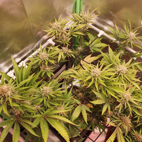 Gorilla x Lilly growlog timeline photo