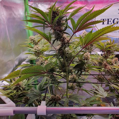 Gorilla x Lilly growlog timeline photo