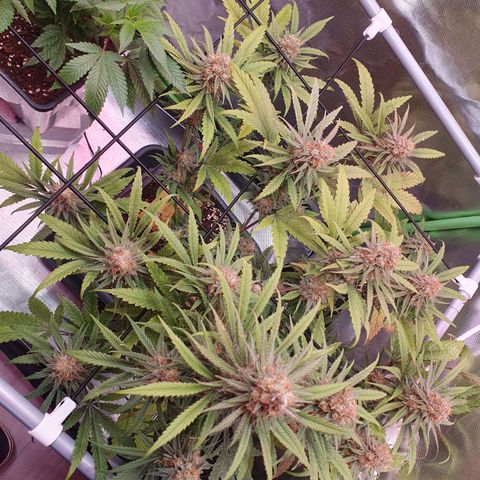 Gorilla x Lilly growlog timeline photo