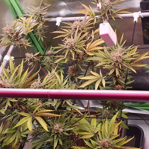 Gorilla x Lilly growlog timeline photo