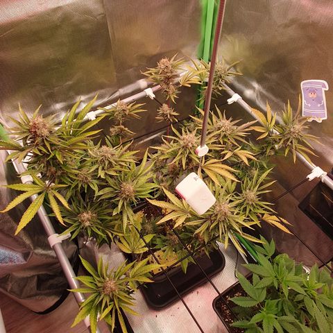 Gorilla x Lilly growlog timeline photo