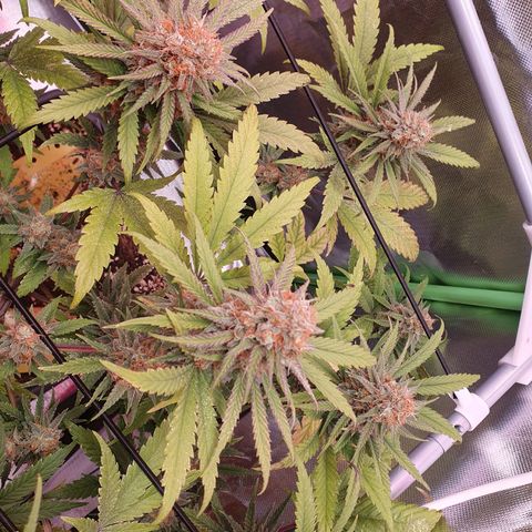 Gorilla x Lilly growlog timeline photo