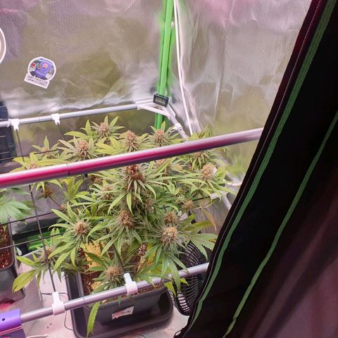 Gorilla x Lilly growlog timeline photo
