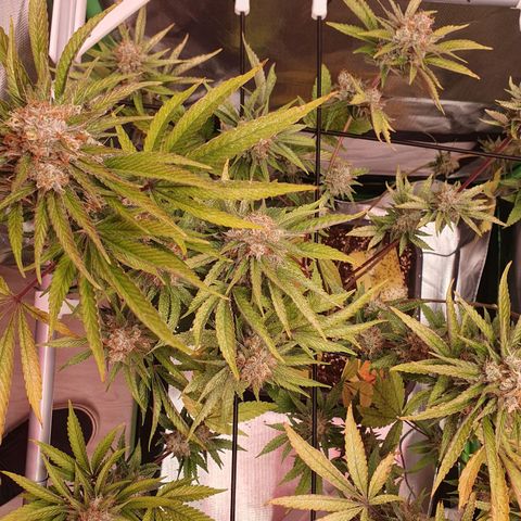 Gorilla x Lilly growlog timeline photo