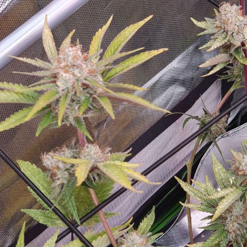 Gorilla x Lilly growlog timeline photo