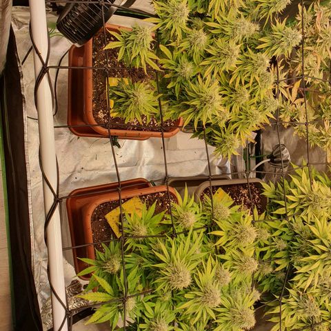 Sun of a peach growlog photo: Endspurt 