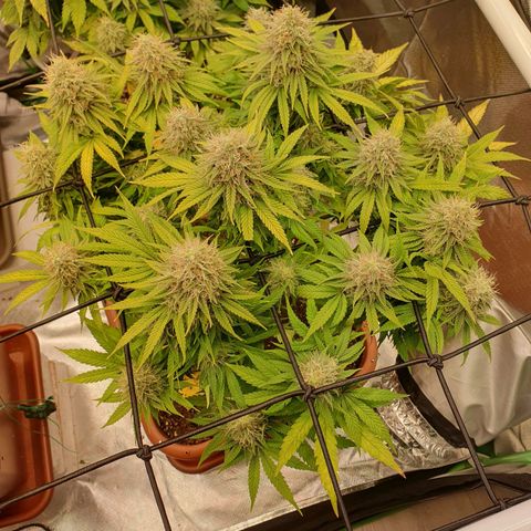 Sun of a peach growlog photo: Endspurt 