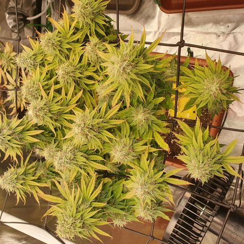 Sun of a peach growlog photo: Endspurt 