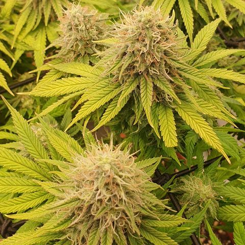 Sun of a peach growlog photo: Endspurt 