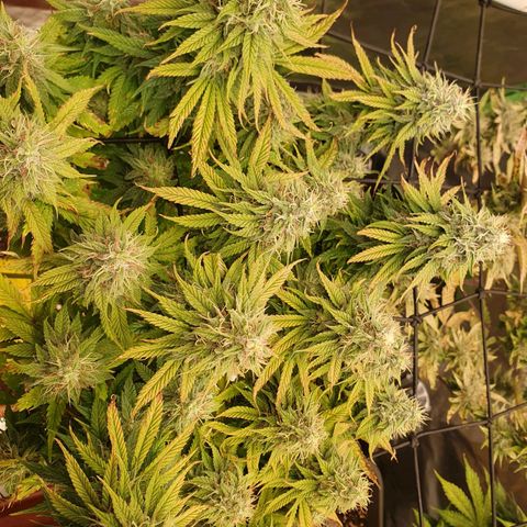 Sun of a peach growlog photo: Endspurt 