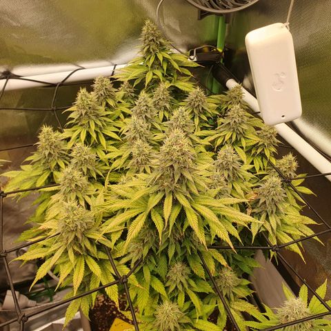 Captain Future growlog timeline photo