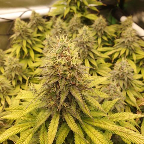 Captain Future growlog timeline photo