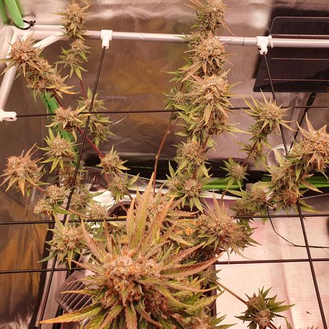 Gorilla x Lilly growlog photo: Nebengrow Orange Sherbert 