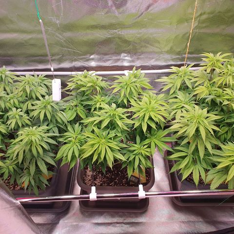 Gelato growlog photo: ErsterTag