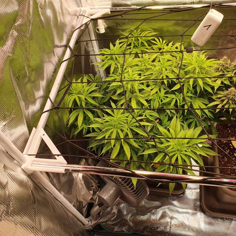 Gelato growlog timeline photo