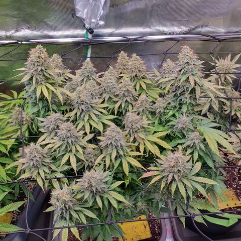 Captain Future growlog timeline photo