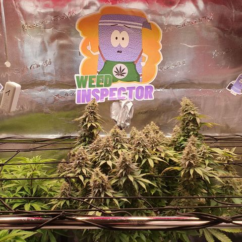 Captain Future growlog timeline photo