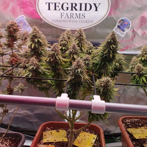 Sun of a peach growlog timeline photo