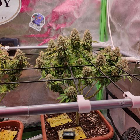 Sun of a peach growlog timeline photo