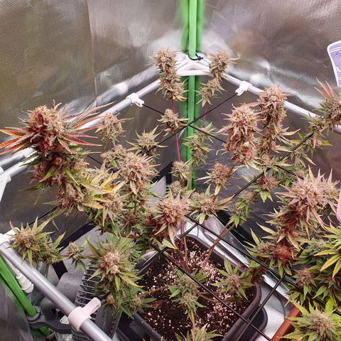 Sun of a peach growlog photo: Nebengrow Orange Sherbert, zeitgleich fertig ...
