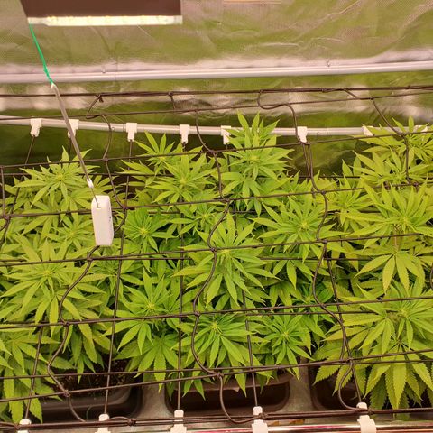 Gelato growlog timeline photo